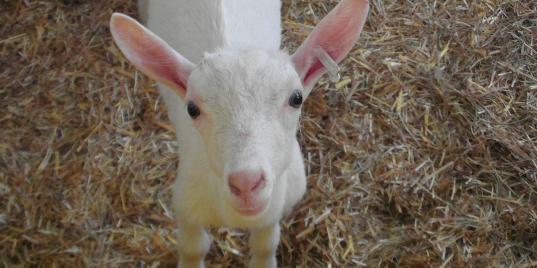 Capretta di 1 mese